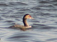 Podiceps nigricollis