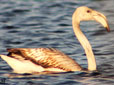 Phoenicopterus roseus