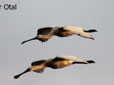 Platalea leucorodia