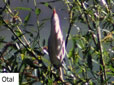 Ixobrychus minutus