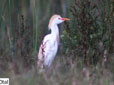 Bubulcus ibis