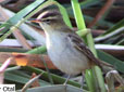 Acrocephalus schoenobaenus