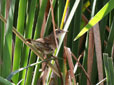 Locustella naevia