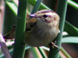 Acrocephalus schoenobaenus