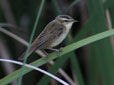 Acrocephalus schoenobaenus