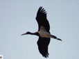 Ciconia nigra
