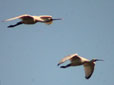 Platalea leucorodia