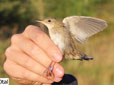 Locustella naevia