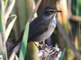 Luscinia svecica