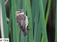 Acrocephalus schoenobaenus