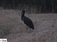 Ciconia nigra