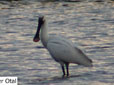 Platalea leucorodia