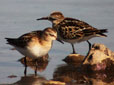 Calidris minuta