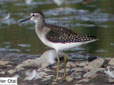 Tringa glareola