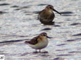 Calidris minuta, Calidris ferruginea