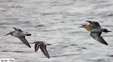 Calidris minuta, Calidris ferruginea, Philomachus pugnax