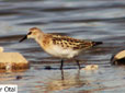 Calidris minuta