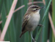 Acrocephalus schoenobaenus