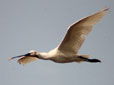 Platalea leucorodia