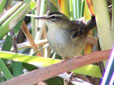 Acrocephalus schoenobaenus