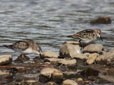 Calidris minuta