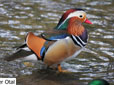 Aix galericulata