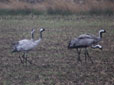 Grus grus