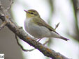 Phylloscopus sibilatrix