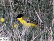 Motacilla flava feldegg