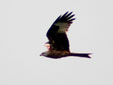 Milvus milvus