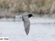 Calidris temminckii