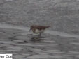 Calidris temminckii