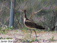 Numenius phaeopus