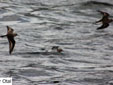 Calidris temminckii