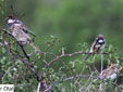 Passer hispaniolensis