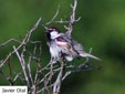 Passer hispaniolensis