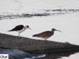 Numenius phaeopus