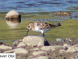 Calidris minuta