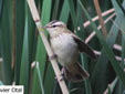 Acrocephalus schoenobaenus