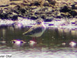 Philomachus pugnax