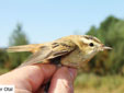 Acrocephalus schoenobaenus