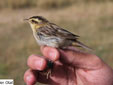 Acrocephalus paludicola