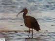 Plegadis falcinellus