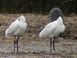 Platalea leucorodia