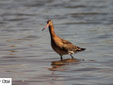 Limosa limosa