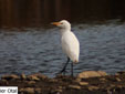 Bubulcus ibis