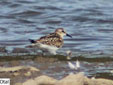 Calidris minuta