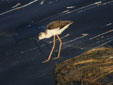 Himantopus himantopus