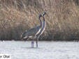 Grus grus