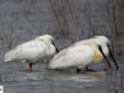 Platalea leucorodia